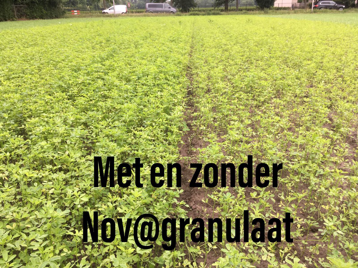 Mooie resultaten van #nova granulaat in de Luzerne. Dit is op ons eigen proefveld <a href="/KlepAgro/">Klep BV</a>