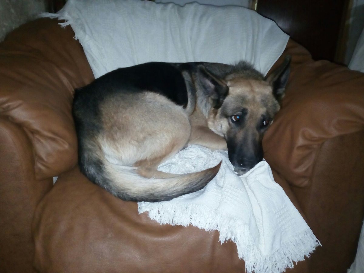 cynthiacjimenez's tweet photo. Mi perra se ha perdido, por favor si alguien la ve por Fines o alrededores que me avise. Lleva un collar rojo. Un RT sería de gran ayuda 😢 https://t.co/TSkyT0dAwx