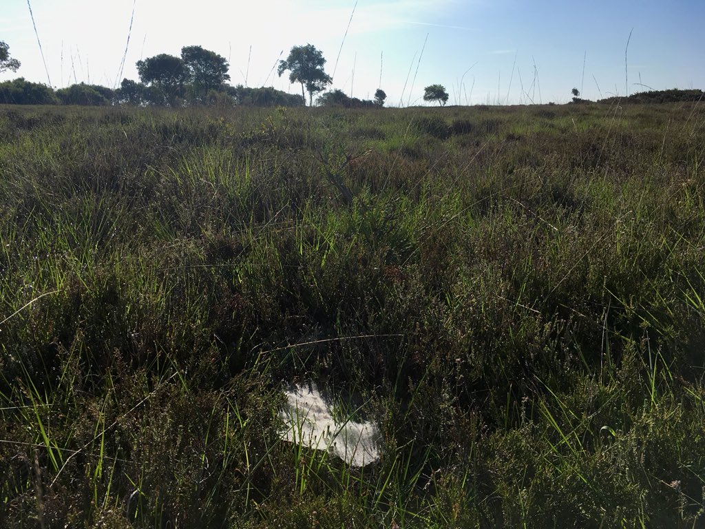 anniemaude's tweet photo. Day 5 - #30dayswild the sun shimmering on early morning cobwebs on early morning Stoborough Common #wildlifetrusts #purbeck #cobwebs #stoborough https://t.co/g19lM8DZ6X