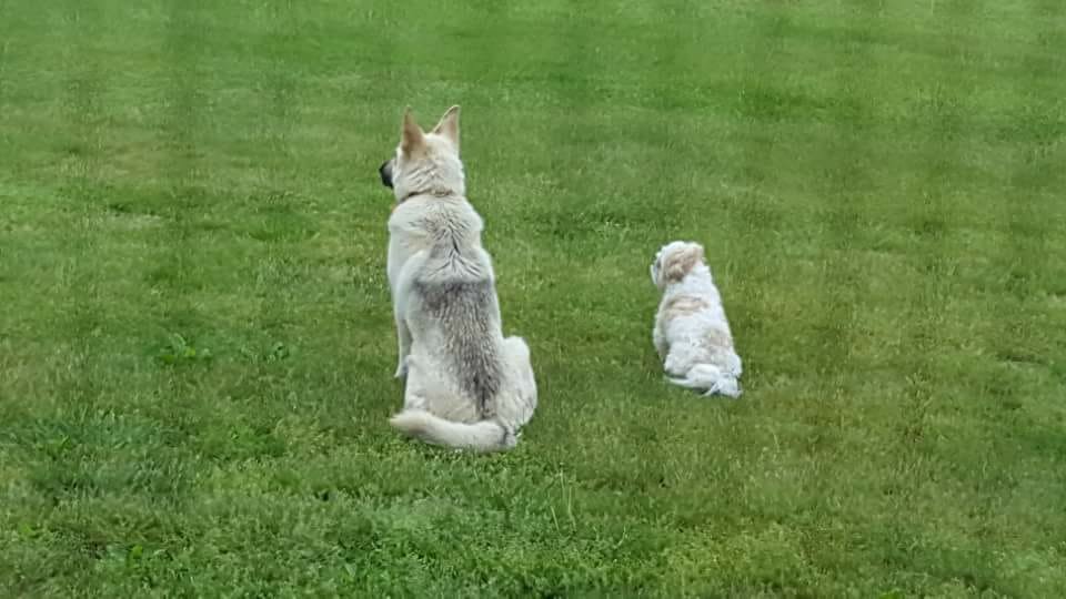 GoGrrHealthyDog's tweet photo. GO..GRR will be online soon!
#dogs #dogsoftwitter #GOGRR https://t.co/c2R1m0RNnt