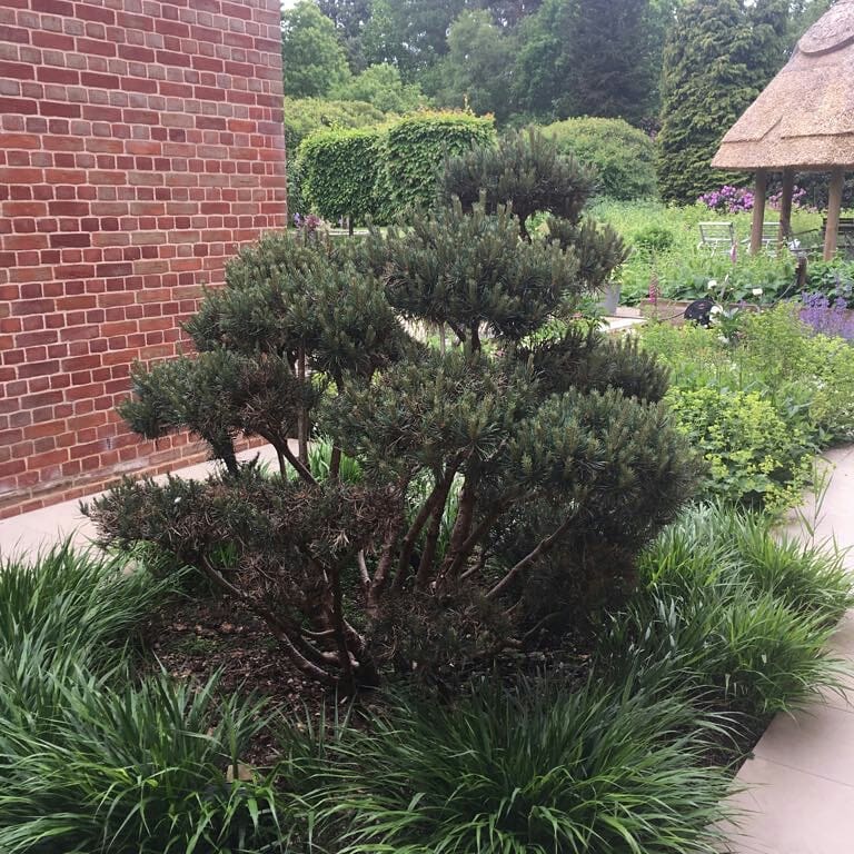 HarrodHort's tweet photo. A therapeutic couple of hours for Kitchen Gardener Jo - pruning the stunning cloud tree #gardeningtherapy #cloudtree #spruce #hakonechloa @Jakotihandshear
https://t.co/hXXb05roYL https://t.co/NymQfWYQ2j