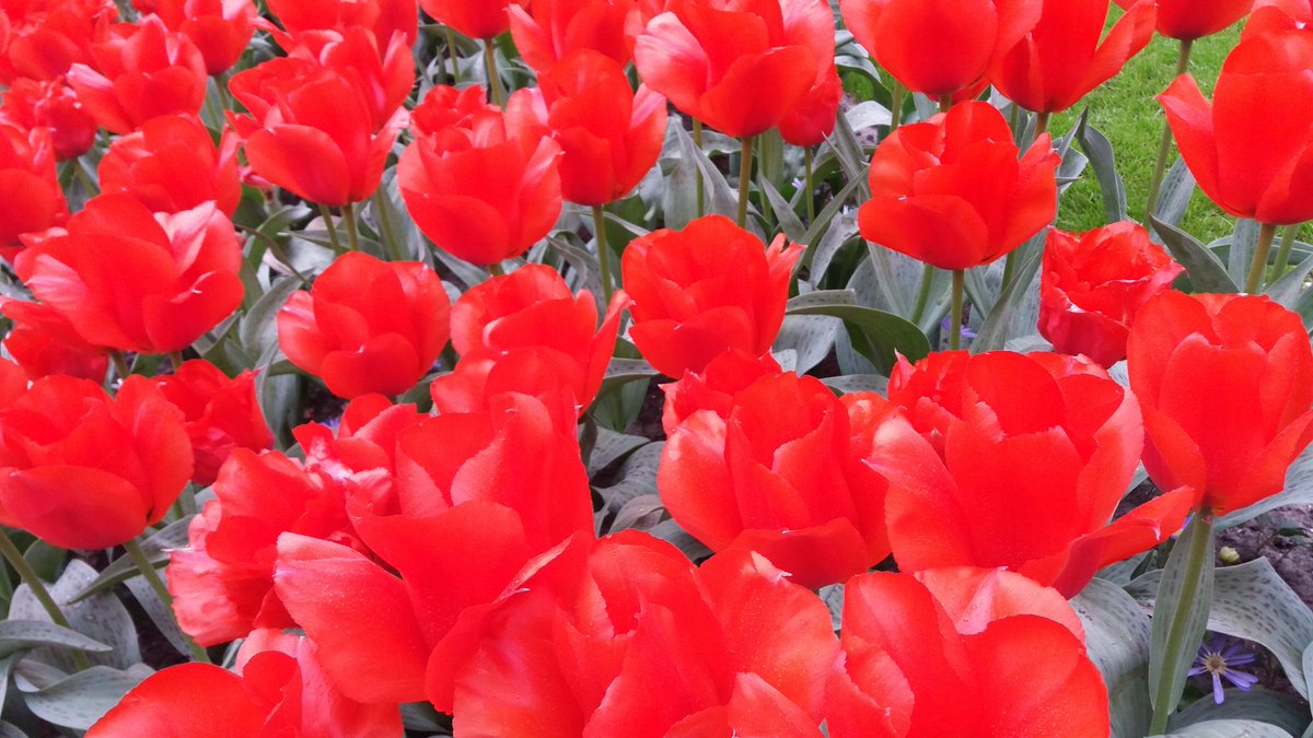 Aziza19105530's tweet photo. Gottes wunderbare Schöpfung aller Dinge, Blumen und Blumen manifestiert Gottes Allmacht. 😇🌿🌹🌿🌺🌿🌸🌿🌷🌿🌻
https://t.co/8BMyEoKd4D
#Evangelium #derPeter #derMoses #dieEva #dieReligion #dieArche https://t.co/jSCMYizv18