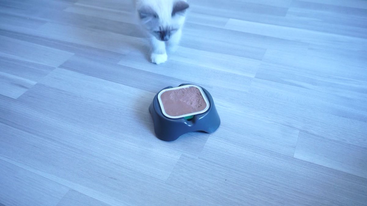 snapandfeed's tweet photo. If you get one of our products, post a picture of your cat using them and tag us #snapandfeed #snapandfeedcats
You can also write reviews on our amazon site or on our social media, or just send us a message 😇

🐱 We're looking forward to reading your stories!! 🐶 #Cats #Dogs https://t.co/lRXwabF1u3