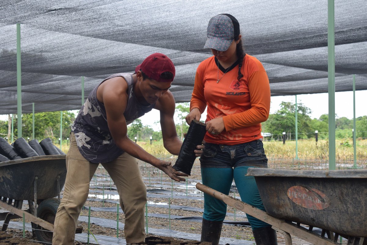 MisionONUCol's tweet photo. Hombres y mujeres en proceso de reincorporación siembran 120 mil pl��ntulas de cacao y material forestal. Aquí, desde La Pista (Uribe, Meta), están trabajando sin descanso para cosechar esperanza y reconciliación. #AsíAvanzaLaReincorporación 🙌🕊️ https://t.co/L0X0mzKjsO