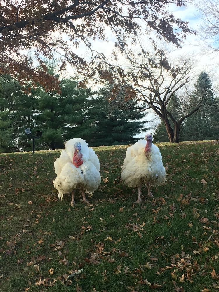 Iowa Turkey Fed. (@IowaTurkey) | Twitter