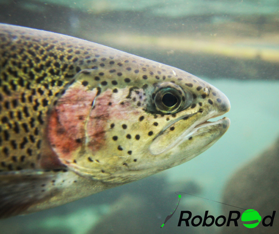 Roborod1's tweet photo. #FishingTips at #RoboRod! 

The average size of the lake trout population, depth, the season and available bait fish are very important. Always try to select lures that mimic native bait fish!

#Fishing #FishingRod #Angler #Anglers #Fisherman #AnglingfortheFuture #AnglingFishing https://t.co/215as1DTKk