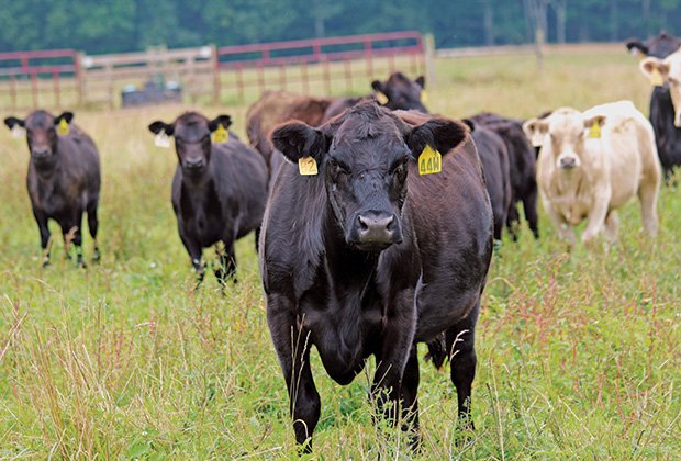 VaAgriculture's tweet photo. Retaliatory #tariffs hurt Virginia jobs. That’s why Virginia farmers #NEEDNAFTA. Support America’s farmers and families. https://t.co/n4mMKTmzS9 https://t.co/sjYuYFR4A9
