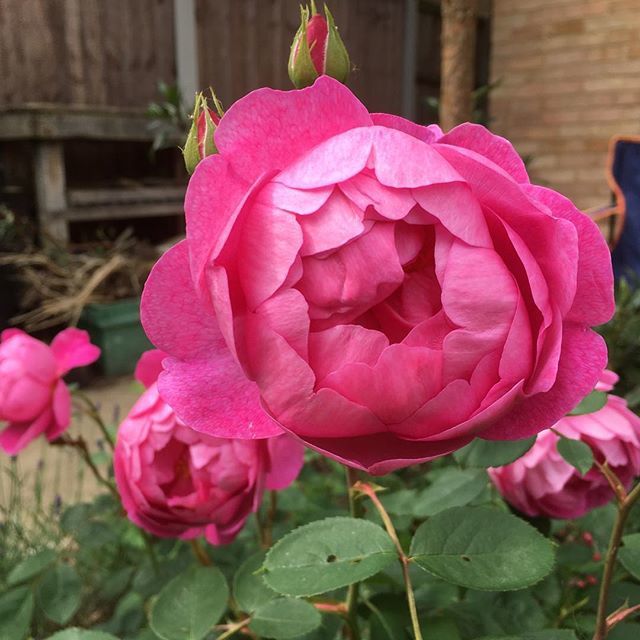 Rosa ‘Royal Jubilee’ - this is its 2nd year in the garden and already has lots of blooms :) #davidaustinroses #lovegardening #instagardeners #gardening #roses #rosegarden #cottagegarden #pinkrose #loveroses #summertime #mygardentoday #doodlepopdesigns ift.tt/2LZrzGV