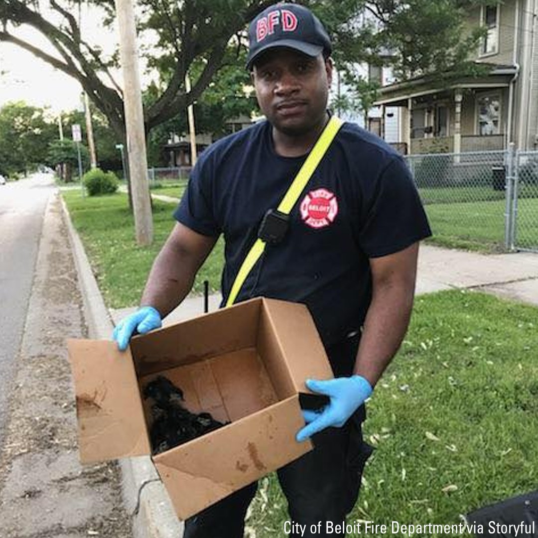 FoxNews's tweet image. A firefighter from Wisconsin, rescued 11 ducklings from a storm drain