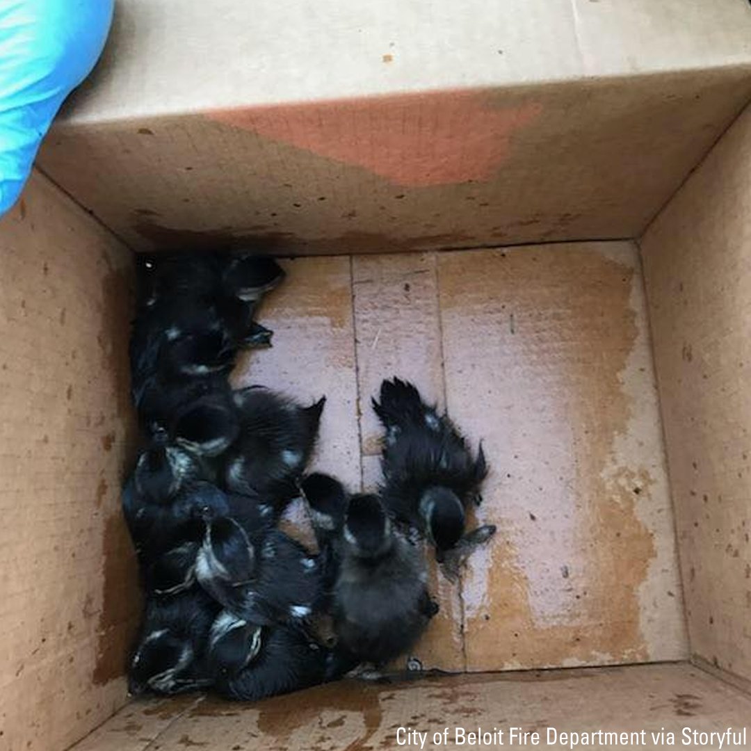 FoxNews's tweet image. A firefighter from Wisconsin, rescued 11 ducklings from a storm drain