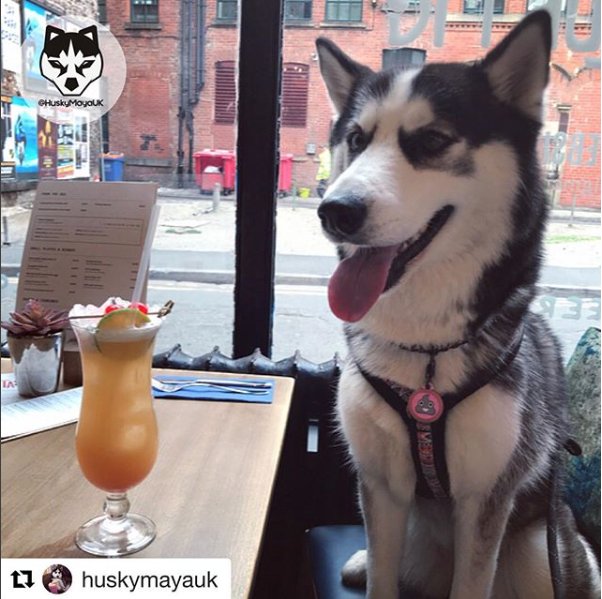 BluePigMcr's tweet photo. Our weekly dog friendly bar night for you and your (four-legged) significant other is back tonight 🙌
Bring along your pooch or just come for a pet and a cuddle! #dogsofmcr #mcrdogs #dogevents https://t.co/hgDwbBetJq