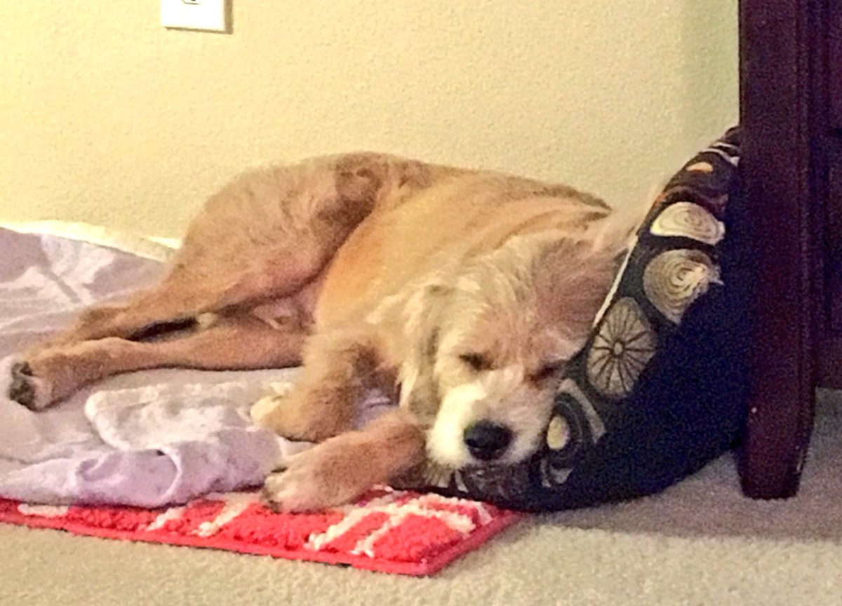 LokesterTheDog's tweet image. All tuckered out after dogging all morning. 
#spoileddoggo