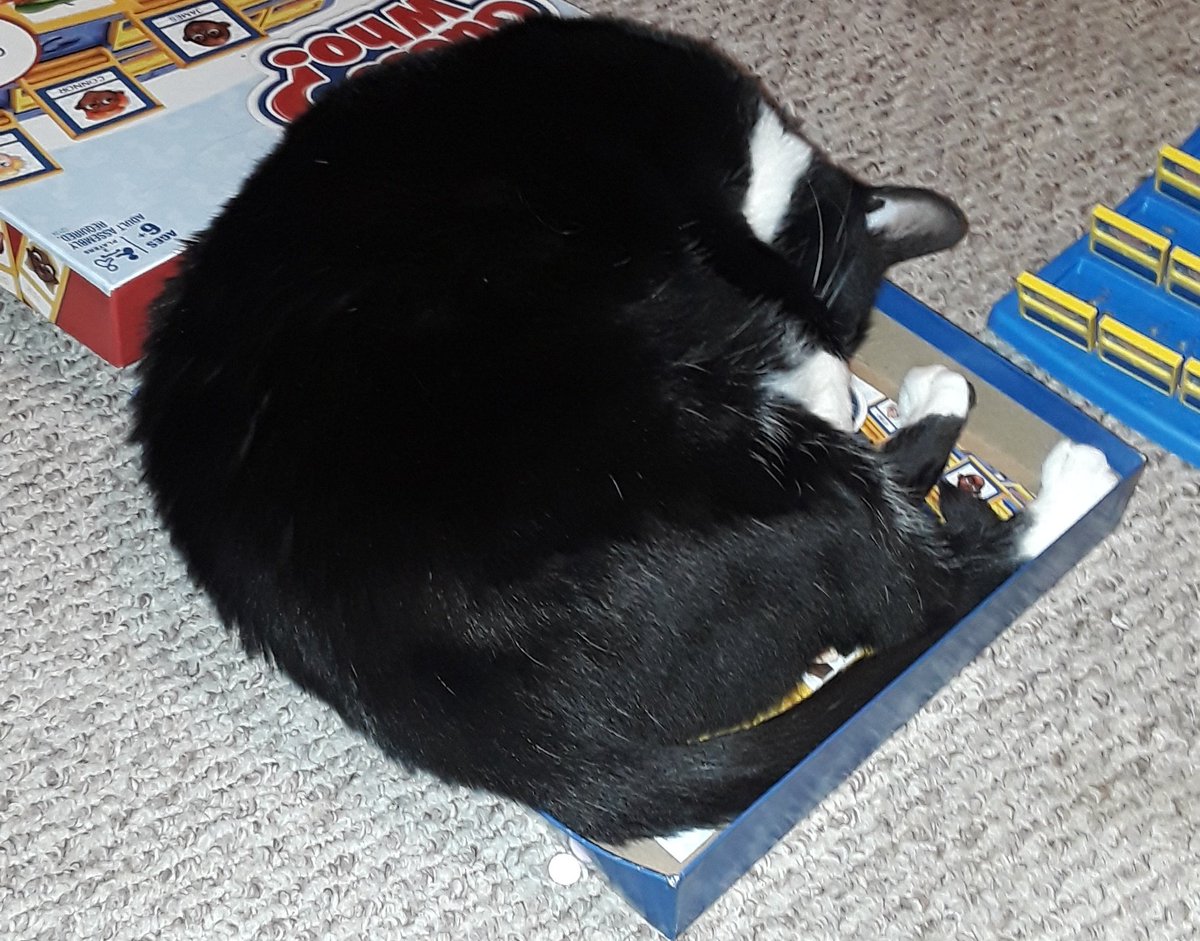 MezzoPips's tweet photo. If I fits, I sits.
#catsoftwittter #IzzyBoo #Jellicle https://t.co/oENtaVJTfo