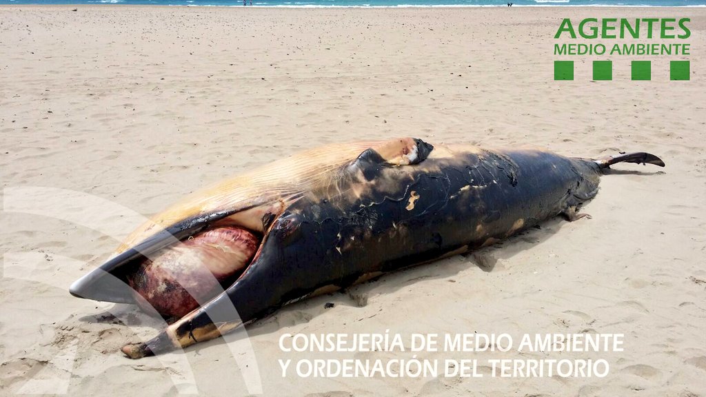 AAMM_And's tweet photo. Hoy #DiaMundialDelMedioAmbiente hemos atendido una incidencia por arribada de un #RorcualAliblanco hembra de 4.30 metros, en la playa de El Palmar #VejerFra #Cádiz. Aunque desconocemos las causas, es día para concienciarnos de que los #plasticos inundan nuestros mares. https://t.co/7mJaSOWDWJ