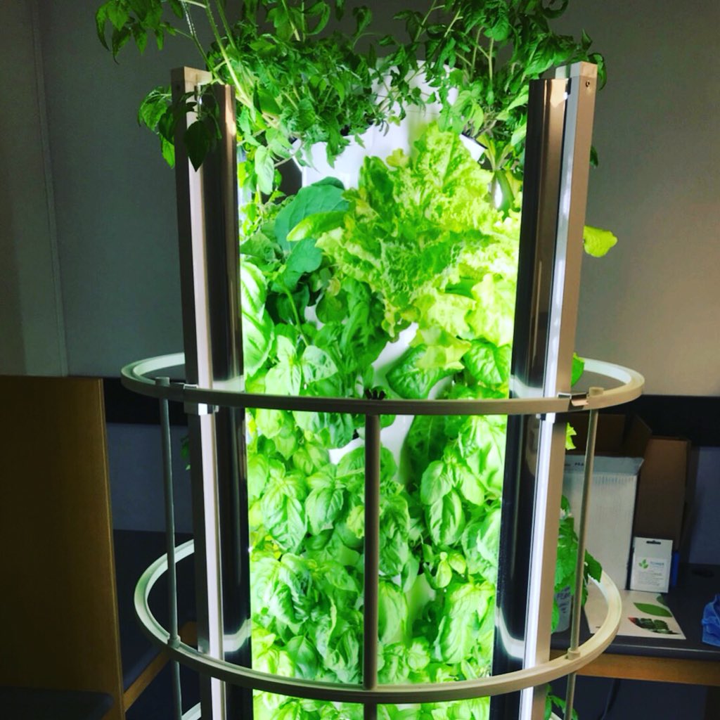 MeaghanBeck's tweet photo. Happy to see our @SodexoCanada York Landing partners having such success growing these fresh herbs and greens at their elementary school!  What a great harvest to end this school year!  🌿☘️🍀🌱🍃 #goodfoodmachine #communitygarden #indoorgarden #foodsecurity #istophunger https://t.co/hRWIeZcySf