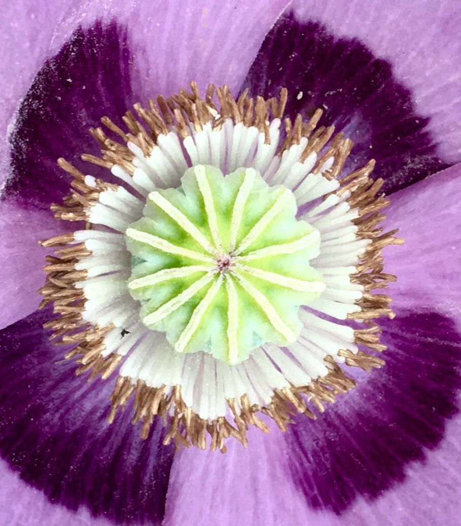Isn’t nature fabulous! I gain so much inspiration from the colours surrounding me. #merino #Colour #flower #poppy #summer