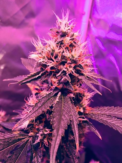 fcnutrients's tweet image. This just happened!! fullcirclenutrients.com