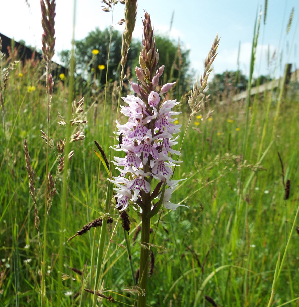 Our #Orchid is back! ♥

#flower #flowers #wildflower #wildflowers #rare #gift #nature #wildlife #pretty #beautiful #farm #farming #countryside #UK #colourful #walks #walking #BarnsGreen #Sussex #WestSussex #FollowUs