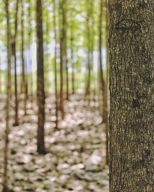 vsa_anand's tweet photo. urban diaries - go green, save green ✌️
#worldenvironmentday #preservenature #gogreen #savegreen #bokehlicious #glimpsesofindia #colorsofearth #naturelovers #bokehphotography #bokehlove #bokeh #bokehlovers #bokehful https://t.co/W0np9qheYS https://t.co/cmMyeqzy35