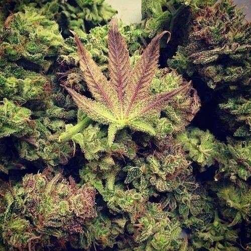 neobitechnology's tweet photo. #budcity #bud_city #budporn #picoftheday #hashporn #instagood #roadtrip #wedemboyz #represent #proshop #windbreaker #blazerscup #smoke #bong #gonja #stonerdays #highsociety #weedworld #potheadnation #potheadsociety #stonerways #cloud #stonernation #rayba… https://t.co/JddA03gkpz https://t.co/DxHKcIGtSL