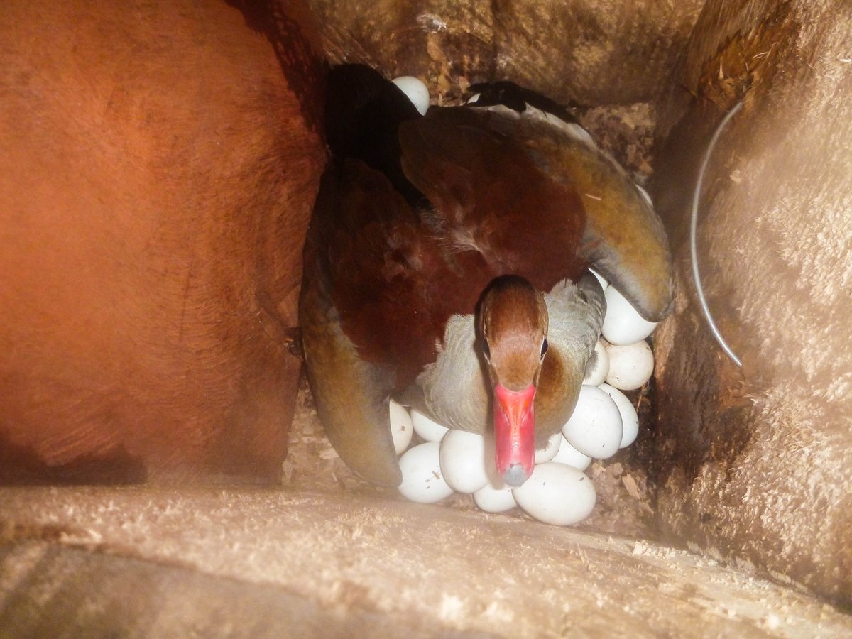 armonia_bolivia's tweet photo. Yesterday’s #mondaymistery belongs several Black-bellied Whistling-Ducks (Dendrocygna autumnalis). These birds form monogamous couples and may mate for life. Females lay eggs in each other’s nests and the eggs are incubated by both sexes. The ducklings are tended by both parents https://t.co/QasIgTSUh7
