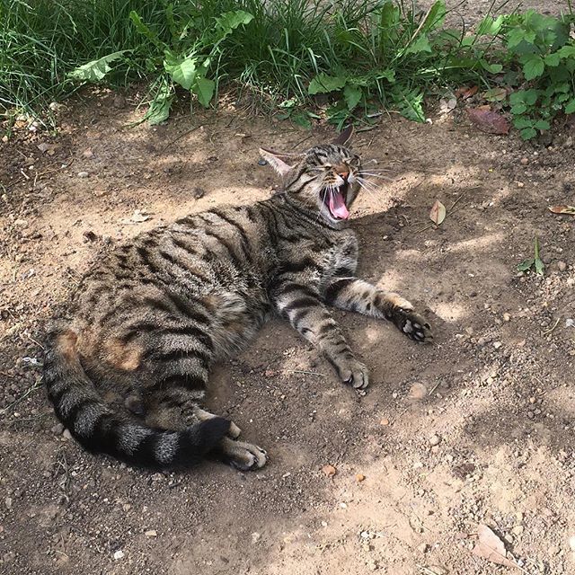 Mr ‘Tigger’ having a yawn ‘n’ roll in his dust bath! 
#spoiltrotten #catsandgardens #catsofinstagram #tabbycat #lovemycats❤️ #summertime #june2018 #kittycat #tabbycatsofinstagram #catstagram #bitchillytoday #inmygarden #doodlepopdesigns ift.tt/2sGKr4E