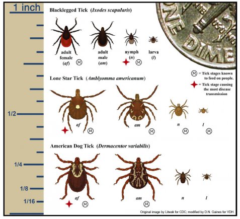 ackhealthdept's tweet image. BTW- If you're heading outside for World Environment Day, check for ticks when you get home. These guys are super small and can hide themselves just about anywhere! Cover up outside, shower, and thoroughly check!