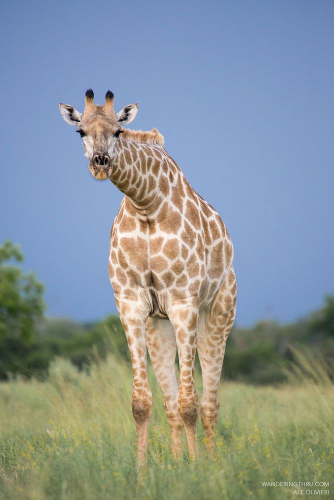 Looking for..? 
#CaptionThis

#WanderingThru #giraffe #funny #tuesday #africansafaritravel #travelafricastory #travelafricastories #giraffelove #africansafaris #africansafariexperience
#africansafariconnection #africansafaritours #safaritrip #safariphotography #safarianimals