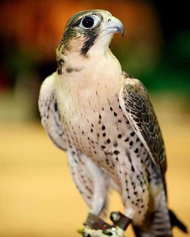 Wikipedia On Twitter The Oldest Falcon Fossils Tentatively