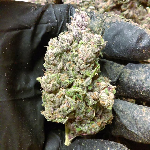 fcnutrients's tweet image. 