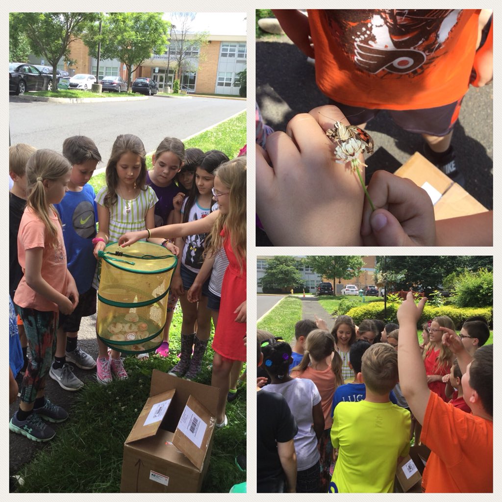 We observed our caterpillars as they grew, formed chrysalises, and emerged as adult butterflies. Today we said goodbye to our little friends! #wewillmissthem #authenticlearning #Grade3Kauffman <a href="/CBButlerElem/">Butler Elementary</a>