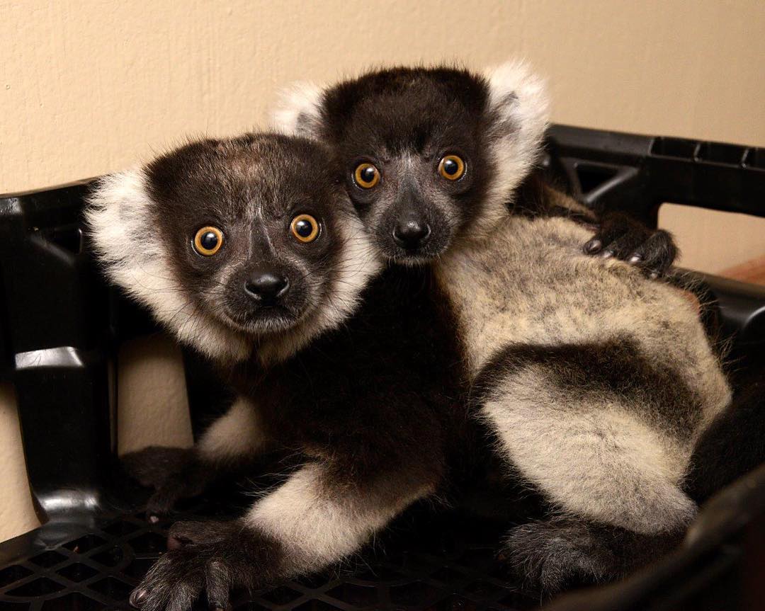 DurhamNC's tweet photo. The @DukeLemurCenter has new baby lemurs! Harriot and Helene are twin black and white ruffed lemurs. We hear they like to spend a large portion of their time snuggling 😍

📸 via Duke Lemur Center https://t.co/GqQsVjuLKO