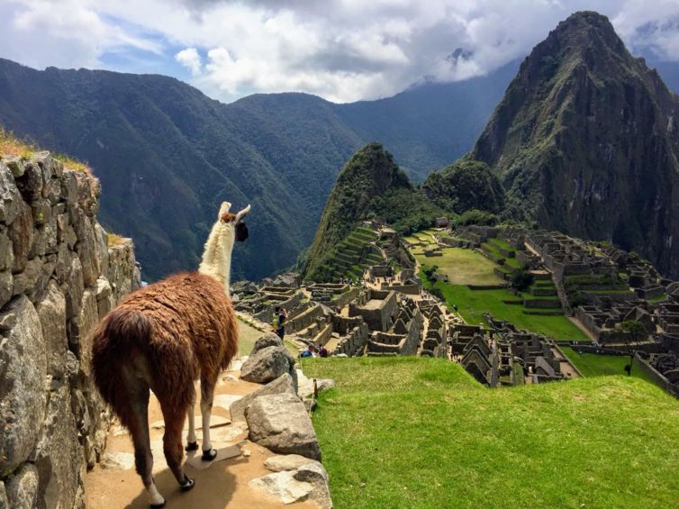 Tui Deutschland Reisereporter18 Jane Julia Auf Gebeco Studienreise In Peru Immer Mit Dabei Gummi Flamingo Heinz T Co Grrgn23xxx Reisereporterde T Co Ysoavhsyij