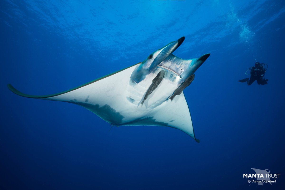 New paper! For some reason myctophids are hanging out near the surface in Costa Rica, and as a result they get totally destroyed by devil rays! Are Oxygen minimum zones to blame? Amazing footage captured by the BBC #BluePlanetTwo team!  esajournals.onlinelibrary.wiley.com/doi/full/10.10…