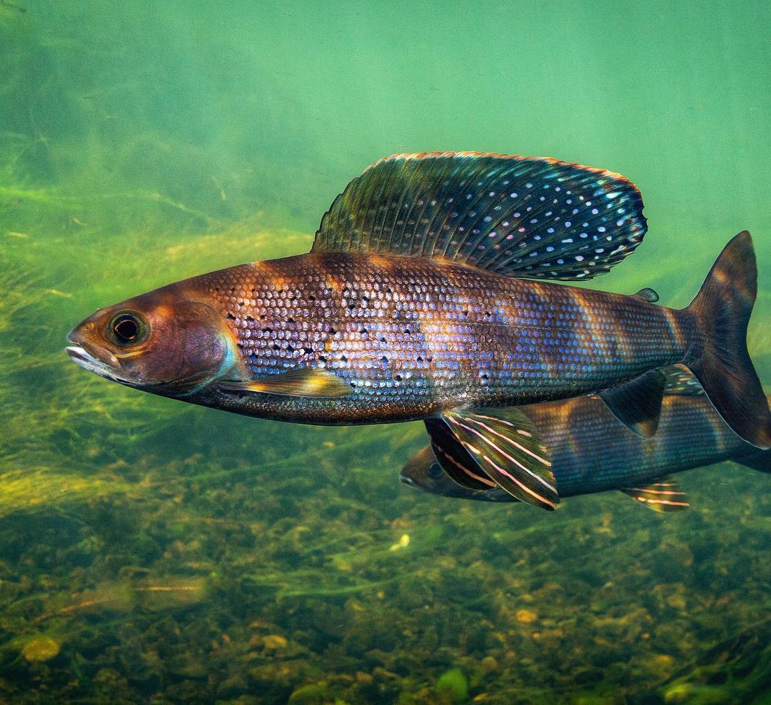сибирский таймень рыба. , 1758). таймень рыба. фото сибирских рыб. сибирский ленок рыба.