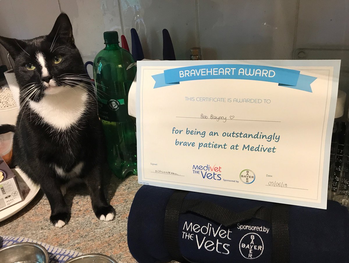 Blaynster's tweet image. Look what my boy got awarded today. Bob the Braveheart 😻❤️ #thankyouMedivetRisedale #noteventwoyet #myboyBob He will be on the Braveheart board at the surgery for the next month 💕