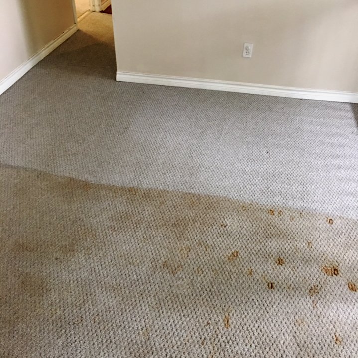 LegendClean's tweet image. “The Prochem solution I can’t live without is Ultrapac Traffic Clean. A little goes a long way and the results speak for themselves!” —Morgan Beckendorff, The Steamery, TX Trafficlean: ow.ly/UzL230klPY0 
#LegendBrandsCleaning #CustomersSayItBest #CleanLikeABoss