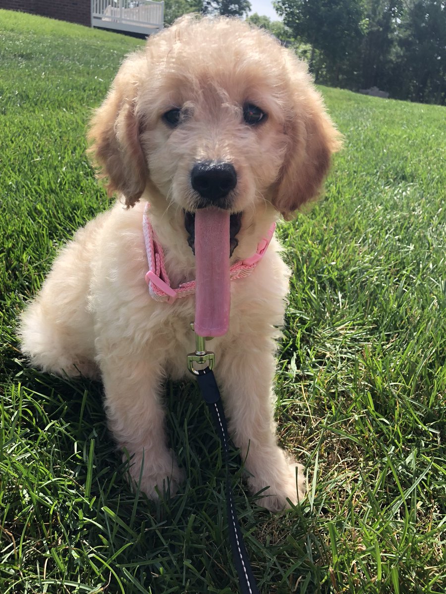 madimaharty's tweet photo. “Kali show me your tongue” https://t.co/RLtPjtDPiI
