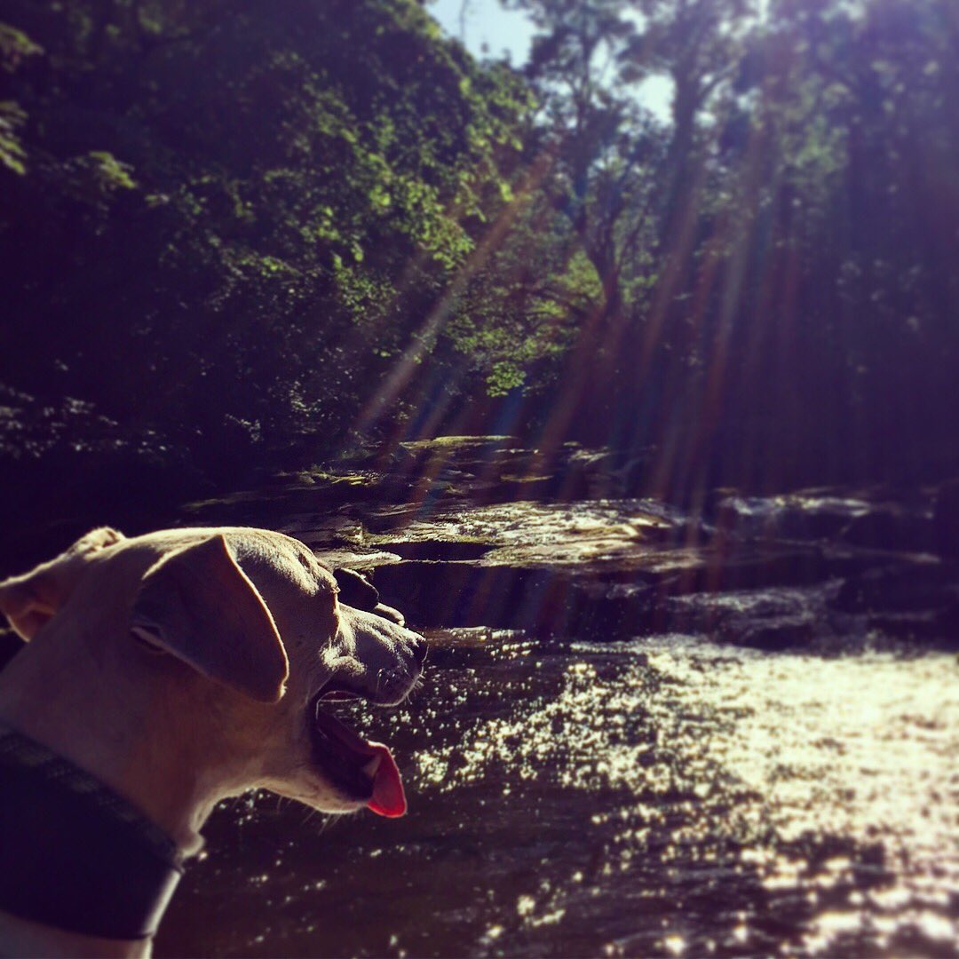 oldcrofthouse's tweet photo. There is a lot to smile about in #kirkbystephen #stenkrith #cumbria #onereason #riverwalks @EdenRiversTrust #sunshine #relaxandunwind #taketimeout @RiversTrilogy #walking #wildswimming #yourchoice #breathoffreshair #dogsofinstagram https://t.co/ywBUJ9gMoR