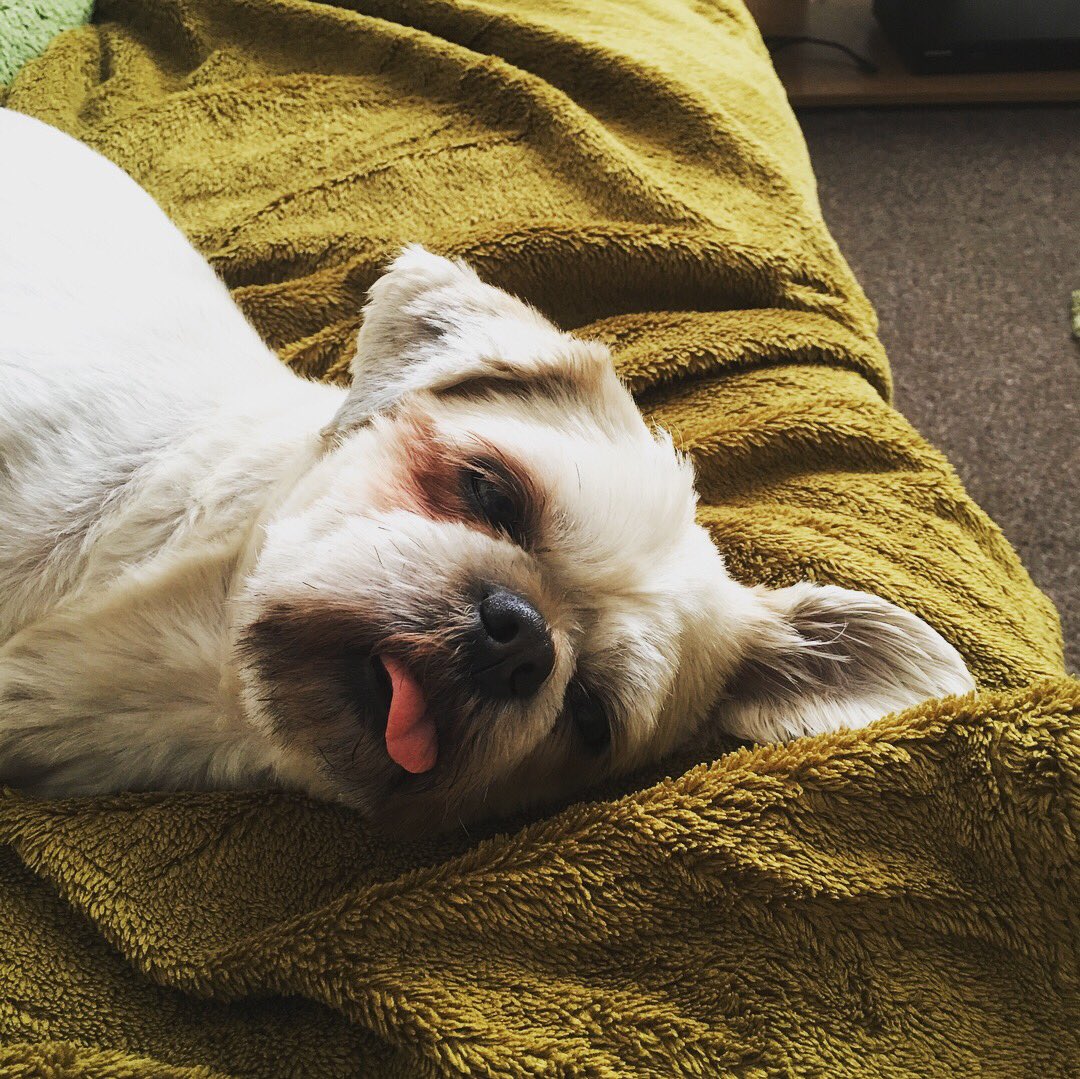 dizzfeathers79's tweet photo. #exactlyhowifeel #tiredouttuesday #whyisntitbedtime #needaholiday #dogsoftwitter https://t.co/RXUIEy5dY6