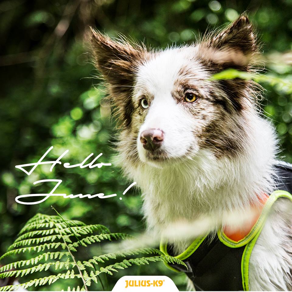 Julius-K9® tweet media