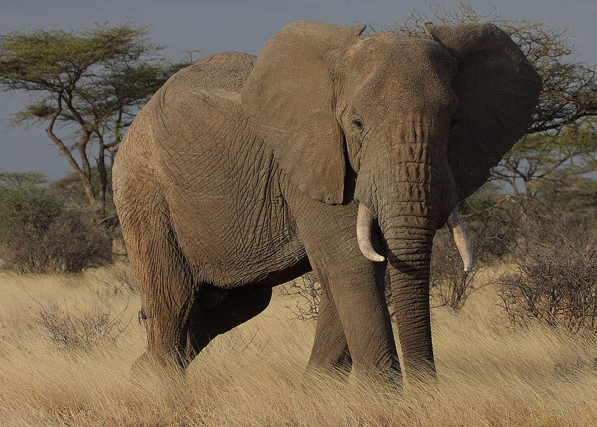 SaveElephants6's tweet photo. #Tanzania #Elephants #areinCrisis.... #JoinOUr #Effort #ToProtectThem!! https://t.co/gcxvseMVq6