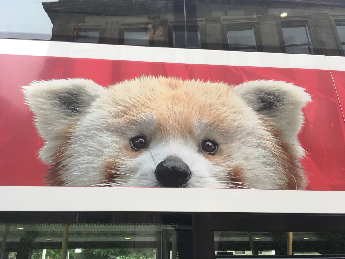 keiks13's tweet photo. You have no idea how soothing seeing this is after a long, challenging day at work...
(and it always melts my heart)!
#ZooBus #LothianBuses https://t.co/xOHXQQLwNH