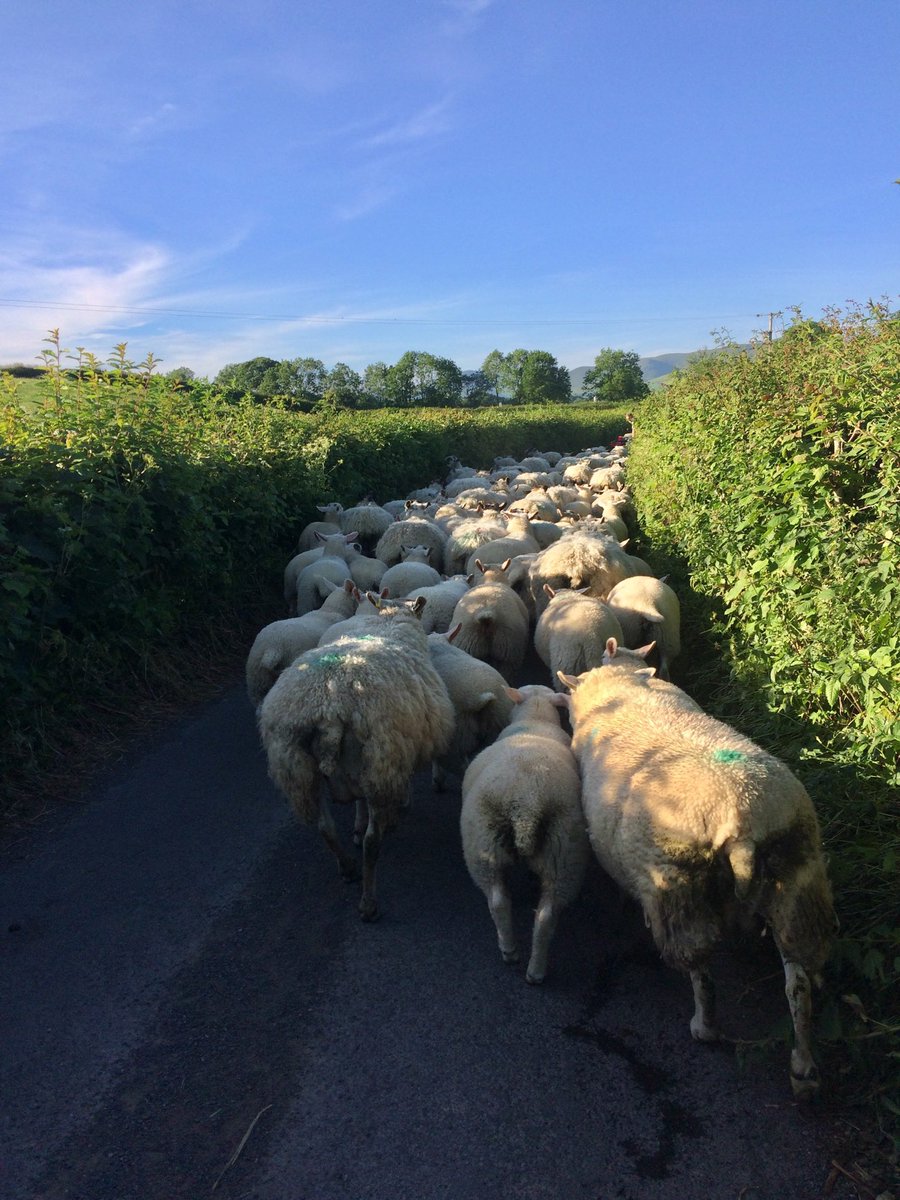 Summer nights spent walking sheep home for clipping 🐏☀️ #Cumbria #Yorkshiredales