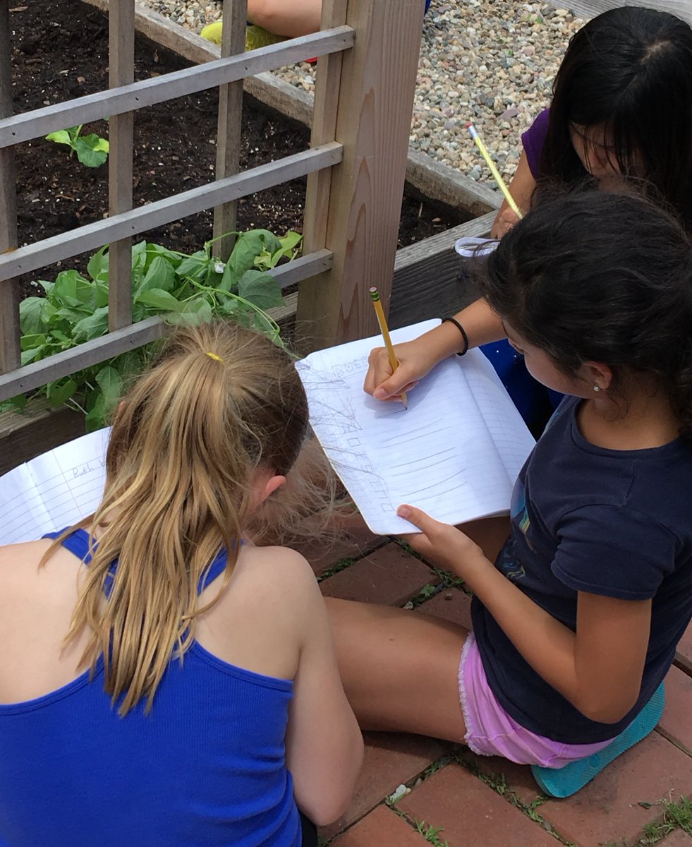 We continue studying the life cycle of a bush bean plant.  Pictured here: May 22, May 29, May 30, and June 5.  Our plants are flowering and have outgrown their hydroponic planter. We hope to see beans growing by the end of school in the <a href="/BedwellSchool/">Bedwell Elementary School</a> garden! 🌱 <a href="/MrKolmer/">Grant Kolmer</a>