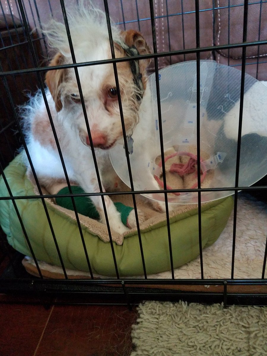 MushKat's tweet photo. Rut roh. Struggled out of his mandatory 3-day cone of shame. In the 45 seconds I was gone.
*sigh* This is going to be a long few months... #LordHelpMePlease https://t.co/k53ZpaQ89p