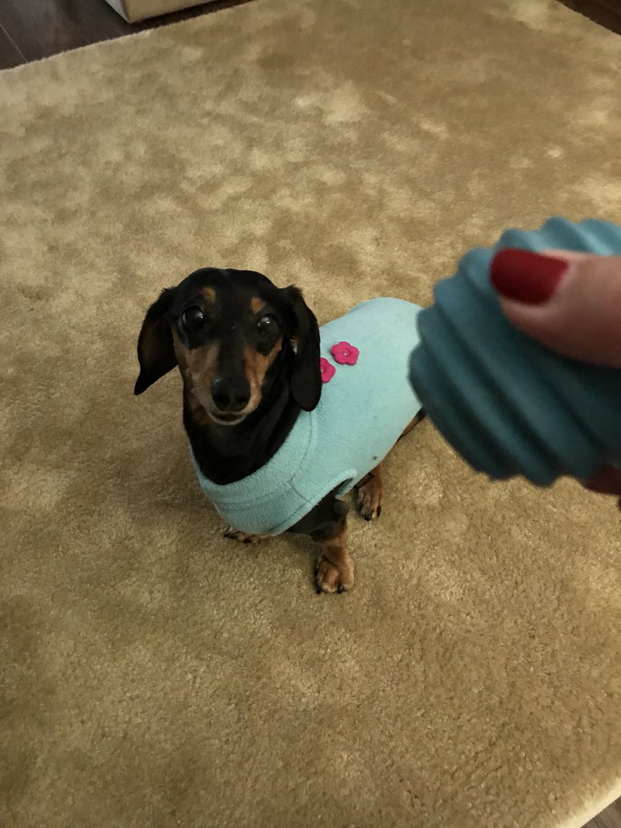 TheBonziBomber's tweet photo. Playing “Statue.” Without squeaky ball.... with squeaky ball. #YouNeededToKnow 😂 https://t.co/WJQJpuv9uN