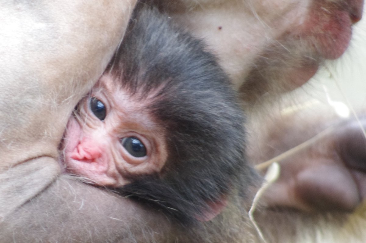 ট ইট র 鹿児島市平川動物公園 ヤクシマザル舎で初の赤ちゃん誕生 母親の ダンゴ は初産とは思えないほどしっかりと育児しています しばらくの間は母親に抱っこされている状態が続きますが 赤ちゃんの成長を楽しみにしていてください 新米母さんダンゴの