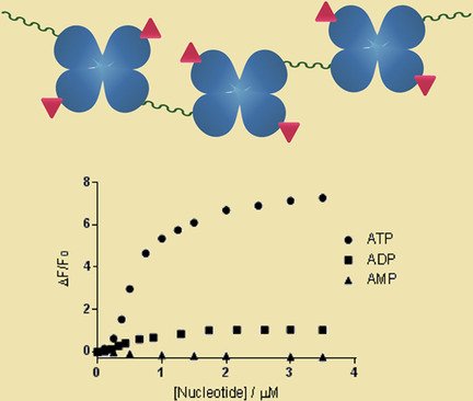 ChemPlusChem's tweet image. #ATP sensing with #fluorogenic constructs having dynamic imine-based structure, Barboiu and co-workers @umontpellier @MihailBarboiu #AIE doi.wiley.com/10.1002/cplu.2…