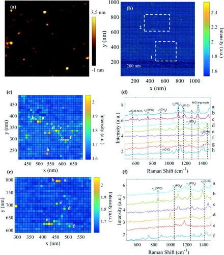 free backward stochastic differential